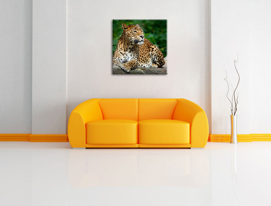 Wunderschöner Leopard in der Natur Leinwandbild Quadratisch über Sofa