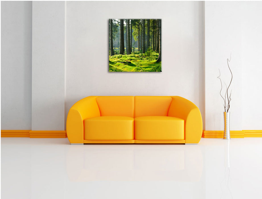 sonniger Tag im Wald Leinwandbild Quadratisch über Sofa
