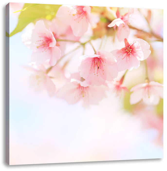 Kirschblüten an Baum Leinwandbild Quadratisch