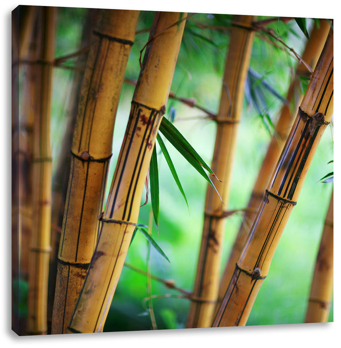 Alter Bambus Wald Leinwandbild Quadratisch