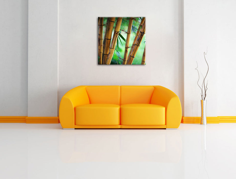 Alter Bambus Wald Leinwandbild Quadratisch über Sofa