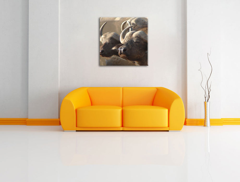Zwei gemütliche Wasserbüffel Leinwandbild Quadratisch über Sofa
