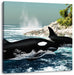 Orcas vor Insel Leinwandbild Quadratisch