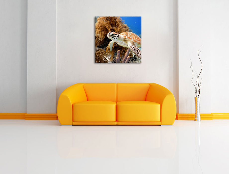 Meeresschildkröte Leinwandbild Quadratisch über Sofa