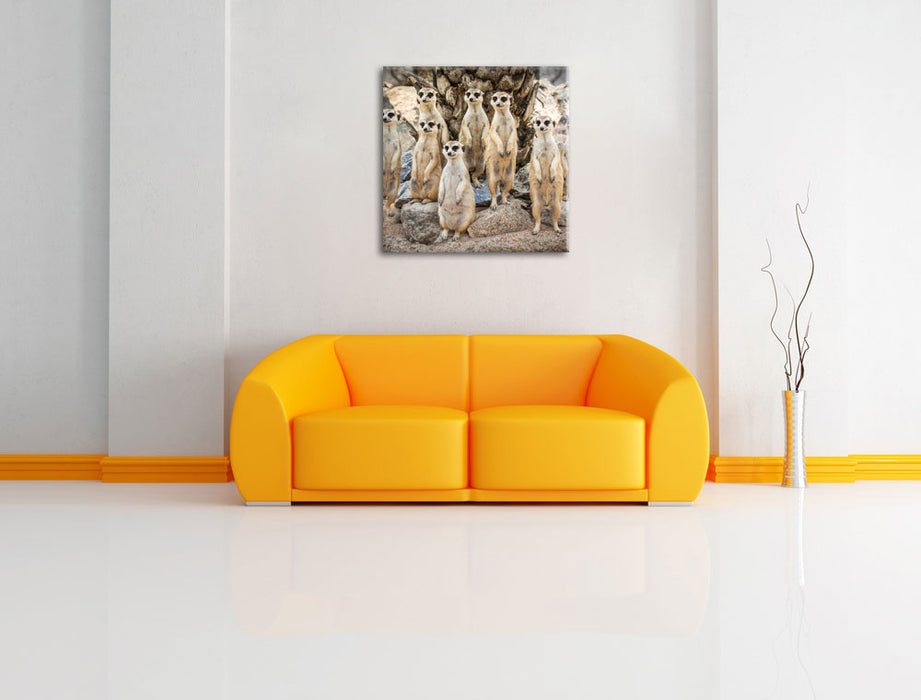 Lustige Erdmännchen Leinwandbild Quadratisch über Sofa