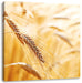 Weizen auf dem Feld Leinwandbild Quadratisch