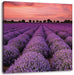 Wunderschöne Lavendel Provence Leinwandbild Quadratisch
