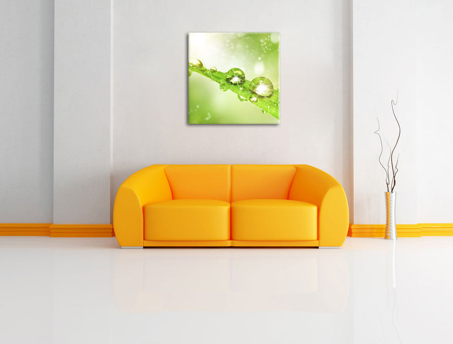 Wassertropfen auf Grashalm Leinwandbild Quadratisch über Sofa