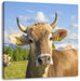 Neugierige Kuh auf Weide im Allgäu Leinwanbild Quadratisch