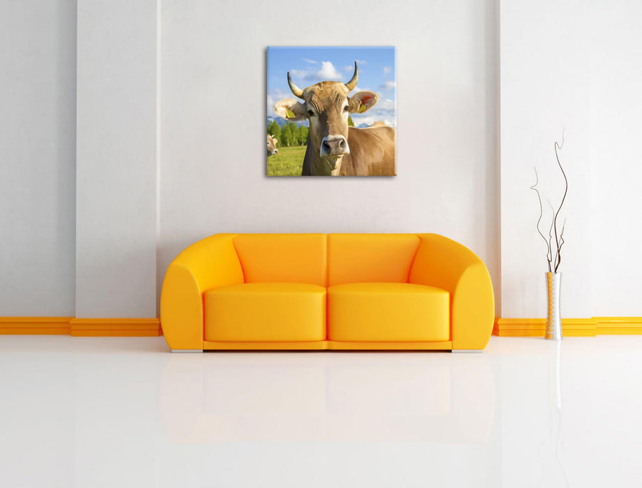 Neugierige Kuh auf Weide im Allgäu Leinwanbild Wohnzimmer Quadratisch