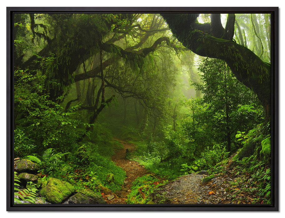 Mystischer Regenwald auf Leinwandbild gerahmt Größe 80x60