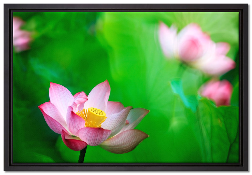 Wunderschöne Lotusblüten auf Leinwandbild gerahmt Größe 60x40