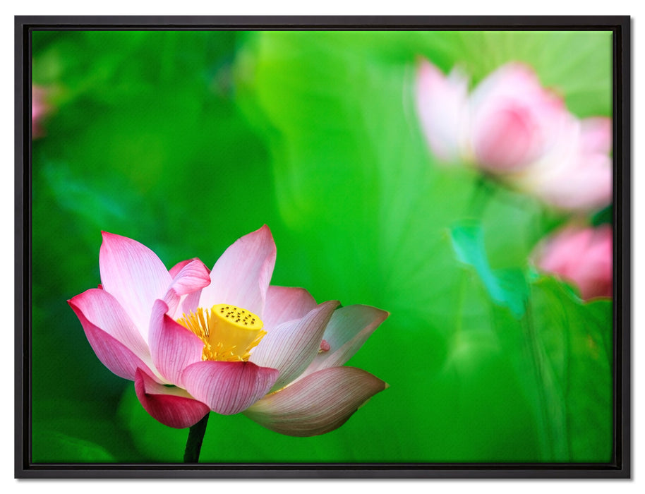 Wunderschöne Lotusblüten auf Leinwandbild gerahmt Größe 80x60