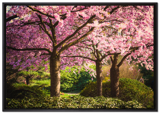 Rosa blühende Kirschbäume auf Leinwandbild gerahmt Größe 100x70