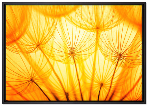 Pusteblumen oranges Licht auf Leinwandbild gerahmt Größe 100x70