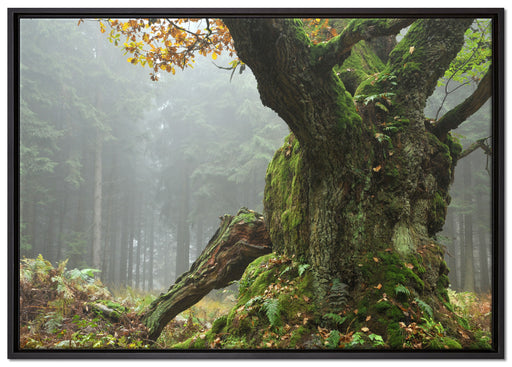 Dicker Baum im Wald im Moos auf Leinwandbild gerahmt Größe 100x70