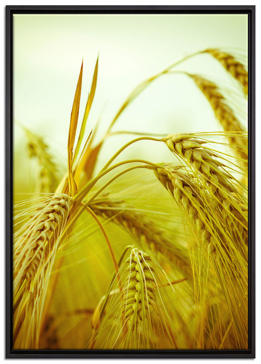 Wunderschönes Getreide auf Leinwandbild gerahmt Größe 100x70