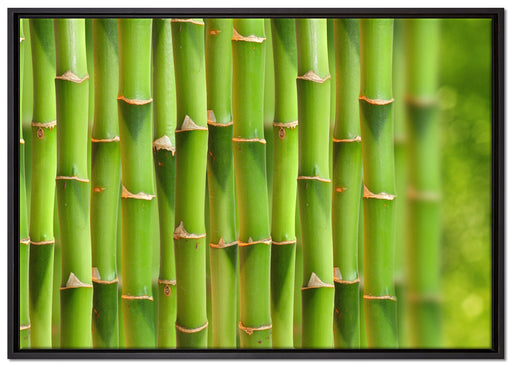 Grüner frischer Bambus auf Leinwandbild gerahmt Größe 100x70