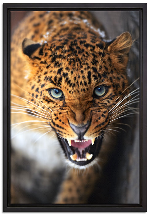 Fauchender Leopard auf Leinwandbild gerahmt Größe 60x40
