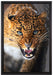 Fauchender Leopard auf Leinwandbild gerahmt Größe 60x40