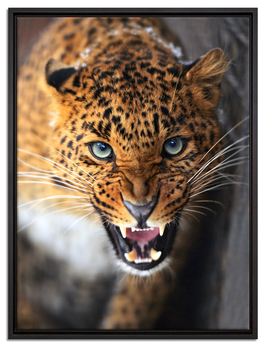 Fauchender Leopard auf Leinwandbild gerahmt Größe 80x60