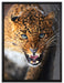 Fauchender Leopard auf Leinwandbild gerahmt Größe 80x60