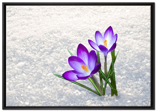 Lila Krokusse im Schnee auf Leinwandbild gerahmt Größe 100x70