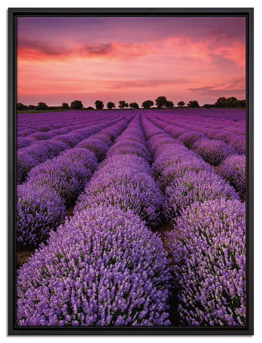 Wunderschöne Lavendel Provence auf Leinwandbild gerahmt Größe 80x60