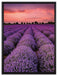 Wunderschöne Lavendel Provence auf Leinwandbild gerahmt Größe 80x60