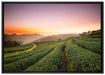 Sonnenaufgang Teeplantage Thailand auf Leinwandbild gerahmt Größe 100x70