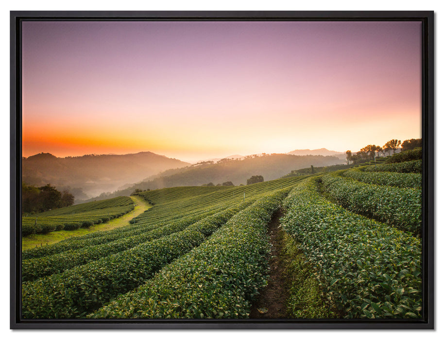 Sonnenaufgang Teeplantage Thailand auf Leinwandbild gerahmt Größe 80x60