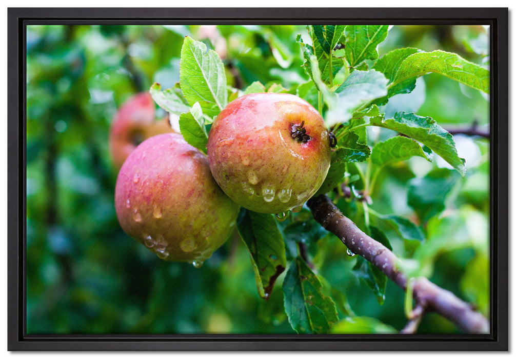 Köstliche wilde Äpfel auf Leinwandbild gerahmt Größe 60x40