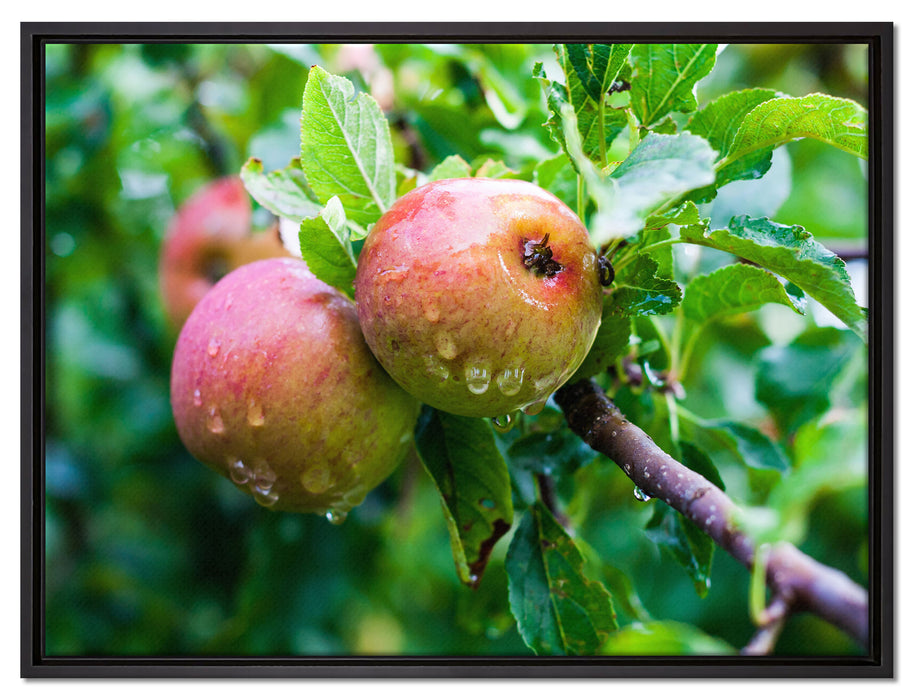 Köstliche wilde Äpfel auf Leinwandbild gerahmt Größe 80x60