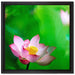 Wunderschöne Lotusblüten auf Leinwandbild Quadratisch gerahmt Größe 40x40