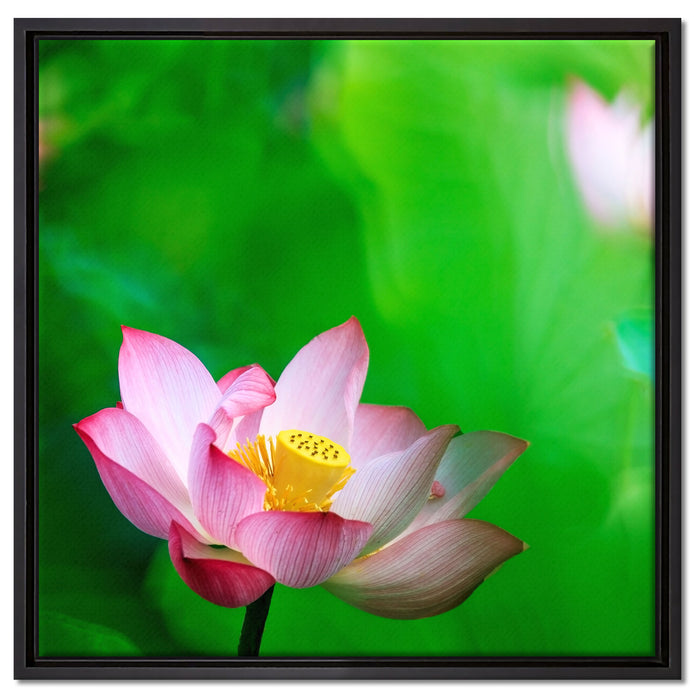 Wunderschöne Lotusblüten auf Leinwandbild Quadratisch gerahmt Größe 60x60
