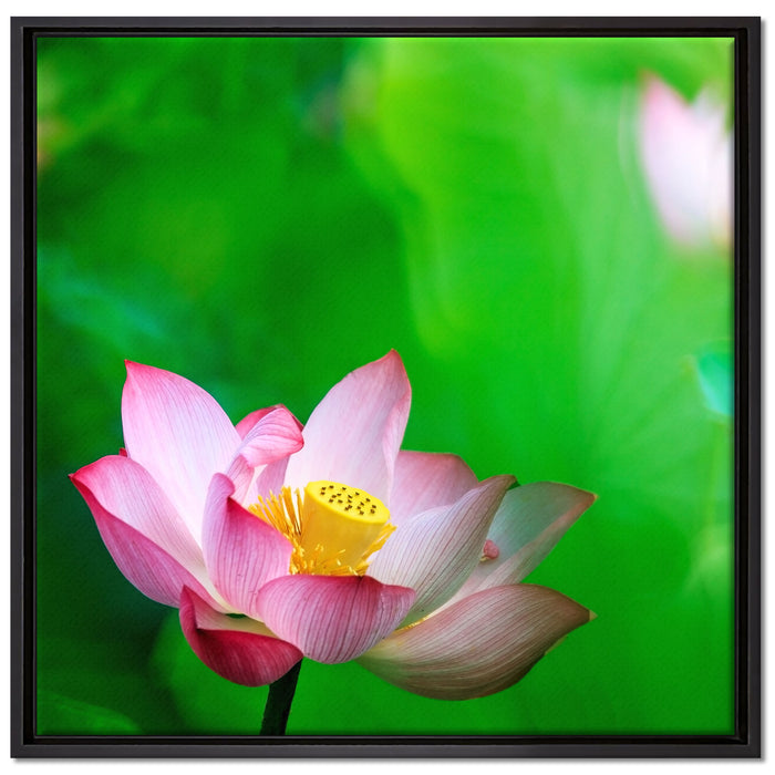 Wunderschöne Lotusblüten auf Leinwandbild Quadratisch gerahmt Größe 70x70