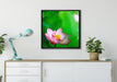 Wunderschöne Lotusblüten auf Leinwandbild gerahmt Quadratisch verschiedene Größen im Wohnzimmer
