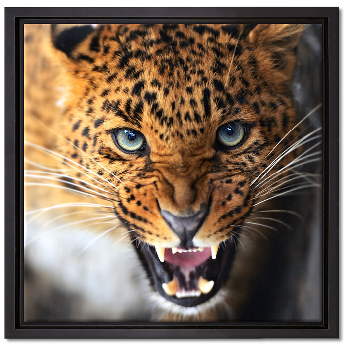 Fauchender Leopard auf Leinwandbild Quadratisch gerahmt Größe 40x40