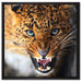 Fauchender Leopard auf Leinwandbild Quadratisch gerahmt Größe 60x60