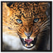 Fauchender Leopard auf Leinwandbild Quadratisch gerahmt Größe 70x70