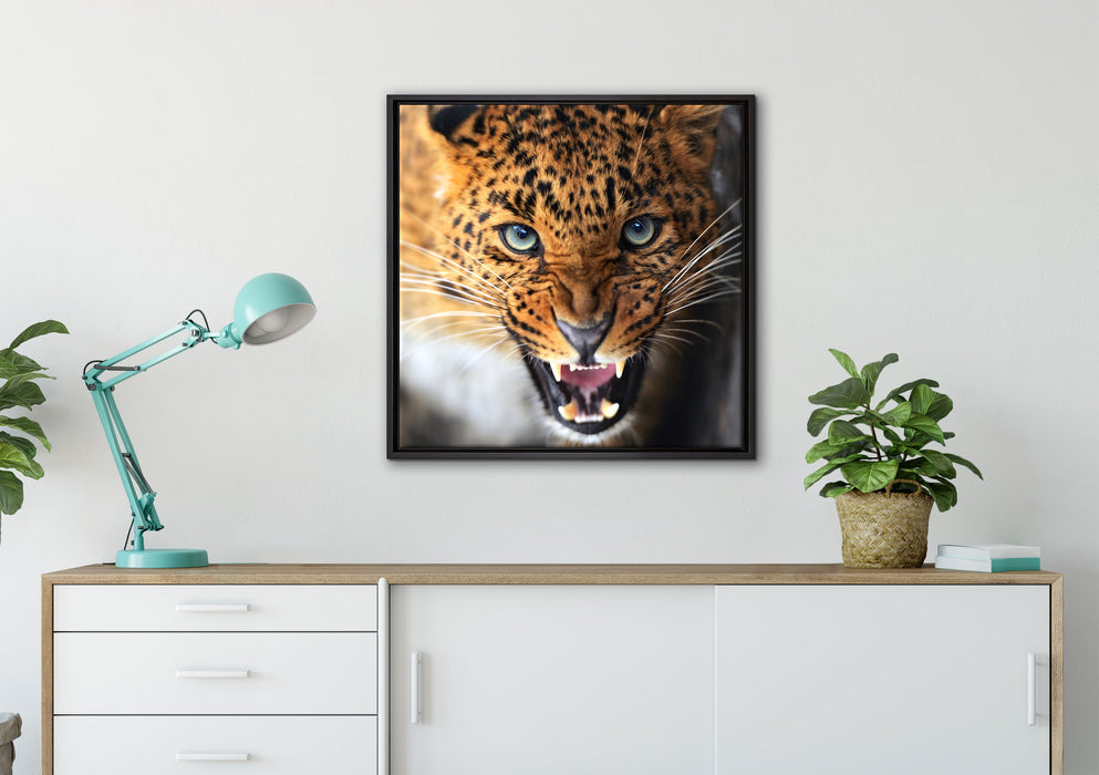 Fauchender Leopard auf Leinwandbild gerahmt Quadratisch verschiedene Größen im Wohnzimmer