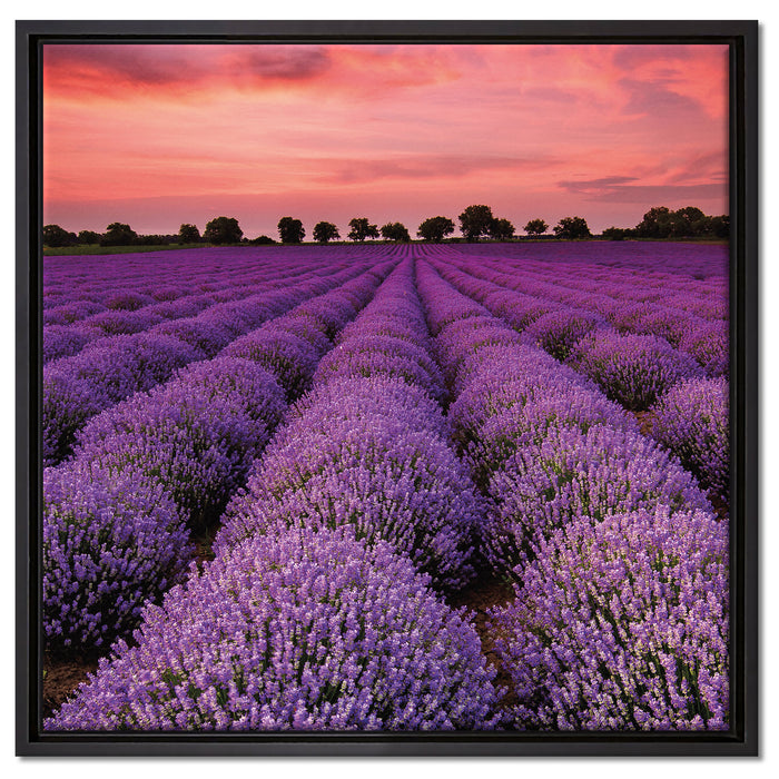 Wunderschöne Lavendel Provence auf Leinwandbild Quadratisch gerahmt Größe 60x60
