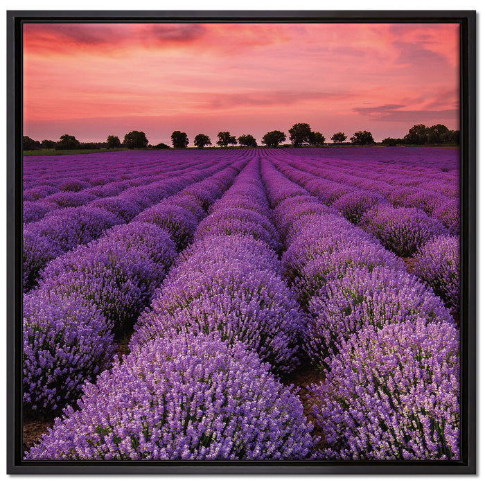 Wunderschöne Lavendel Provence auf Leinwandbild Quadratisch gerahmt Größe 70x70