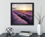Traumhafte Lavendel Provence  auf Leinwandbild Quadratisch gerahmt mit Kirschblüten