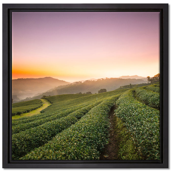 Sonnenaufgang Teeplantage Thailand auf Leinwandbild Quadratisch gerahmt Größe 40x40