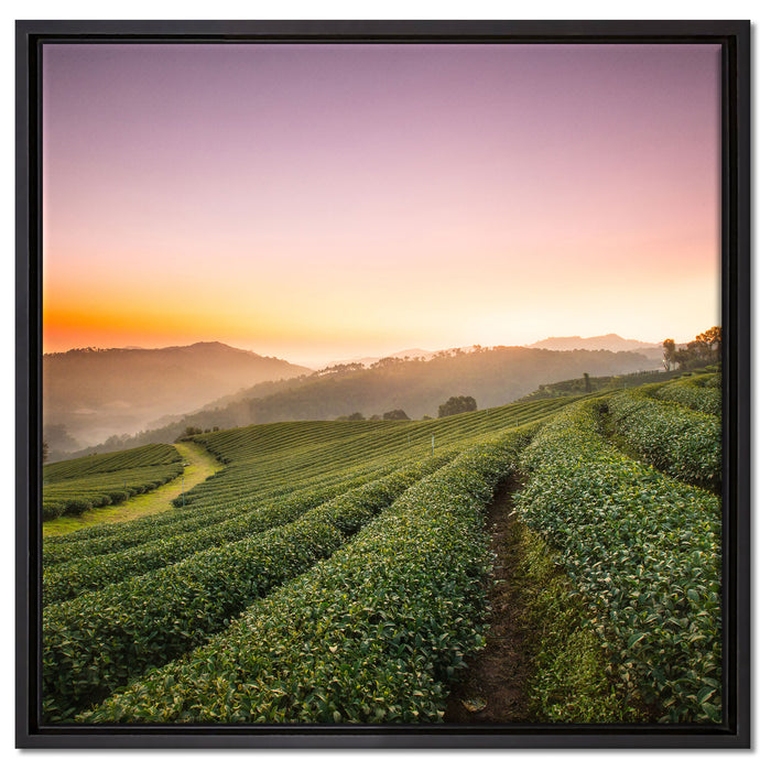 Sonnenaufgang Teeplantage Thailand auf Leinwandbild Quadratisch gerahmt Größe 60x60