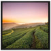 Sonnenaufgang Teeplantage Thailand auf Leinwandbild Quadratisch gerahmt Größe 70x70