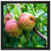 Köstliche wilde Äpfel auf Leinwandbild Quadratisch gerahmt Größe 40x40