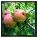 Köstliche wilde Äpfel auf Leinwandbild Quadratisch gerahmt Größe 60x60