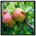 Köstliche wilde Äpfel auf Leinwandbild Quadratisch gerahmt Größe 70x70